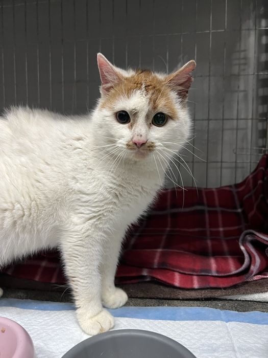 Frodo piekny kocurek