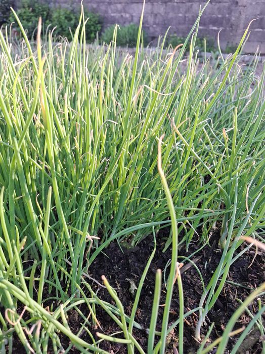 Cebolo para plantar