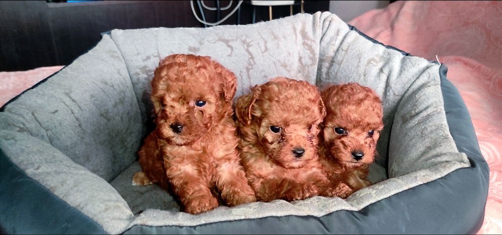 Той Пудель Ред Браун з документами клубу