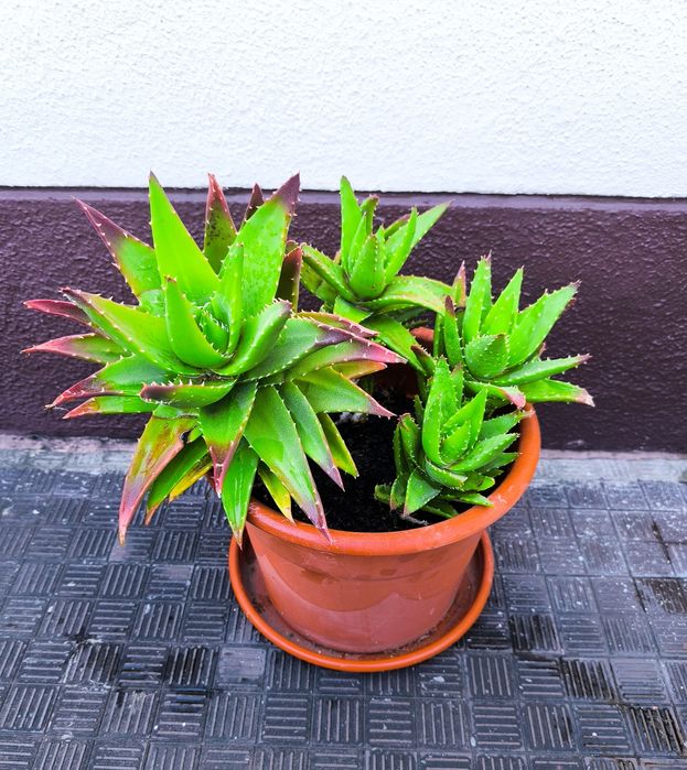 Suculenta. Cacto brevifolia. Planta medicinal. Família espécie Aloe Vera.