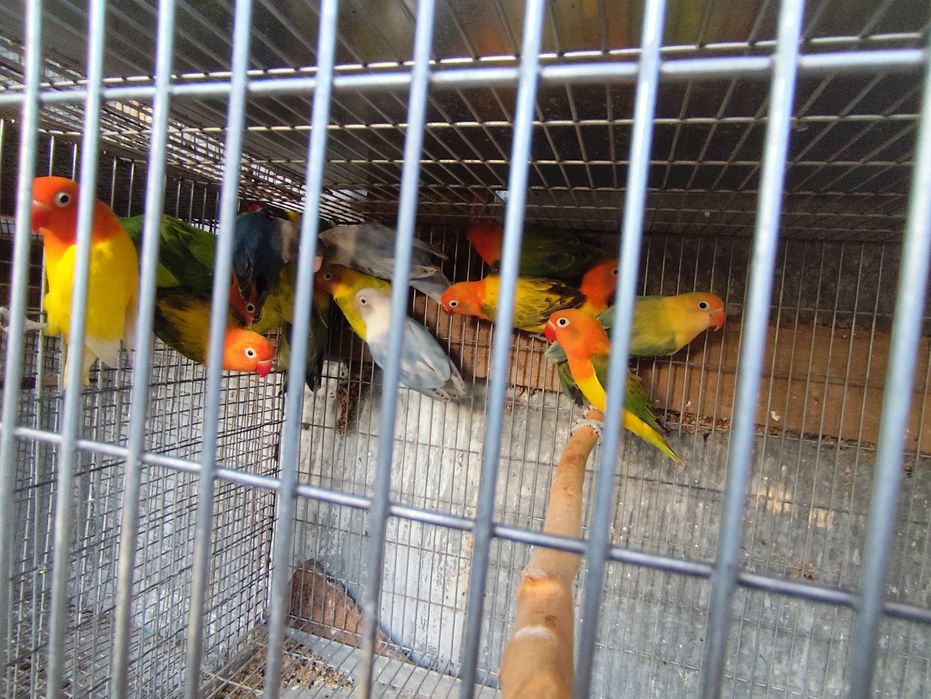 Cedo agapórnis fichers opalinos e opalinos Ewing,e personatas