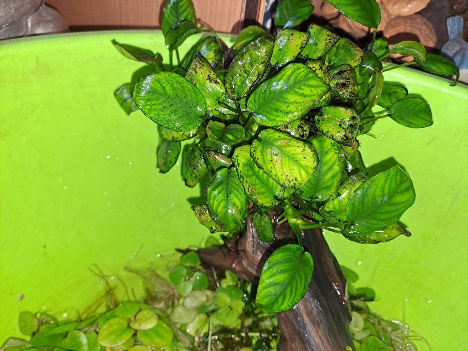 Рослини для акваріума