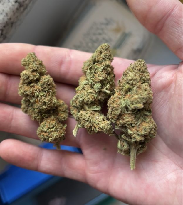100g Biomasa CBD OG susz konopi włóknistej