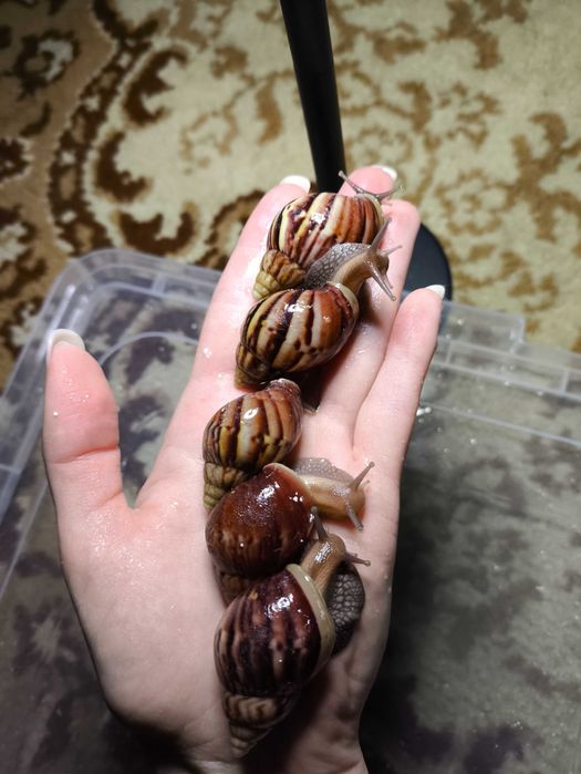 Ахатина Фуліка стандарт (5 шт)
Ахатина Фуліка стандарт