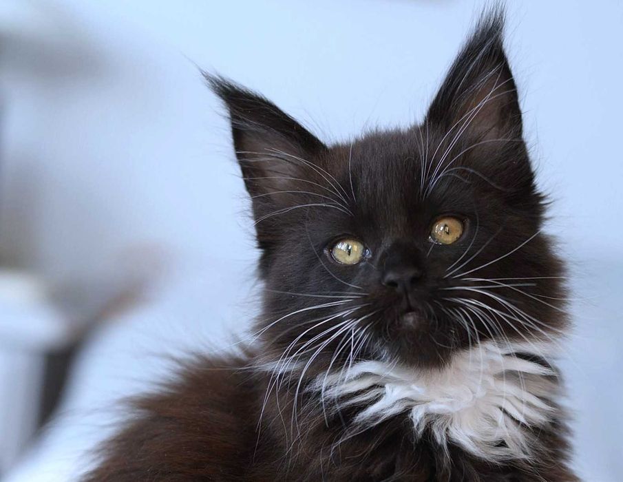 Mocnej budowy chłopak do rezerwacji