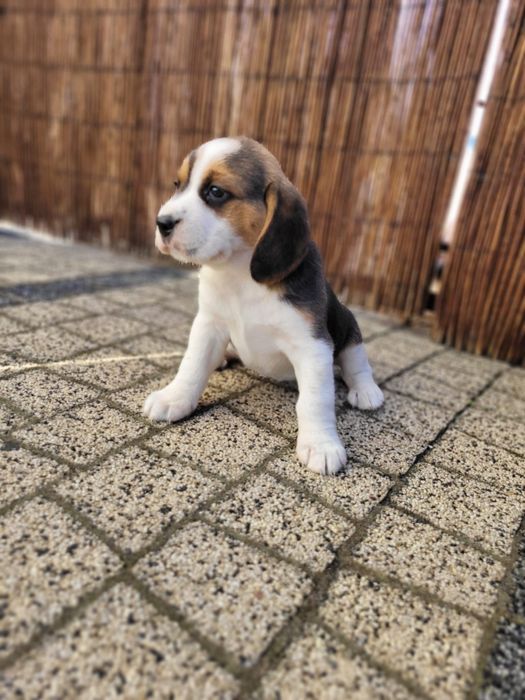 Beagle piękny suczka