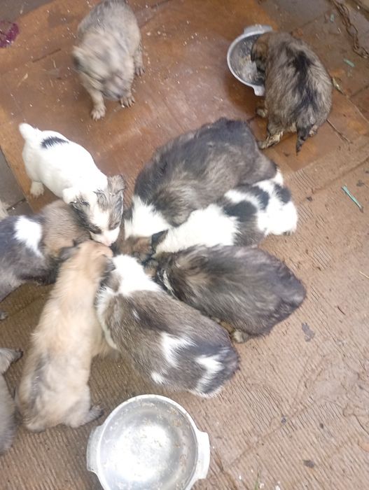 Віддам в добрі руки цуценят