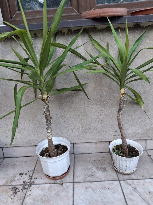 Duży aloes vera.Warszawa Ursynów Yuki