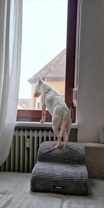 Schody schodki dla psa szczeniaka do kanapy ułatwiające wchodzenie