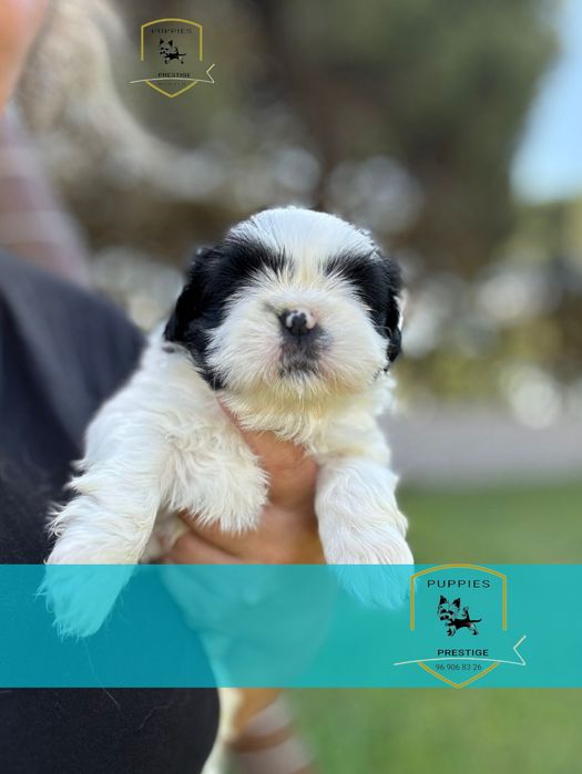Alojamento canino raças pequenas