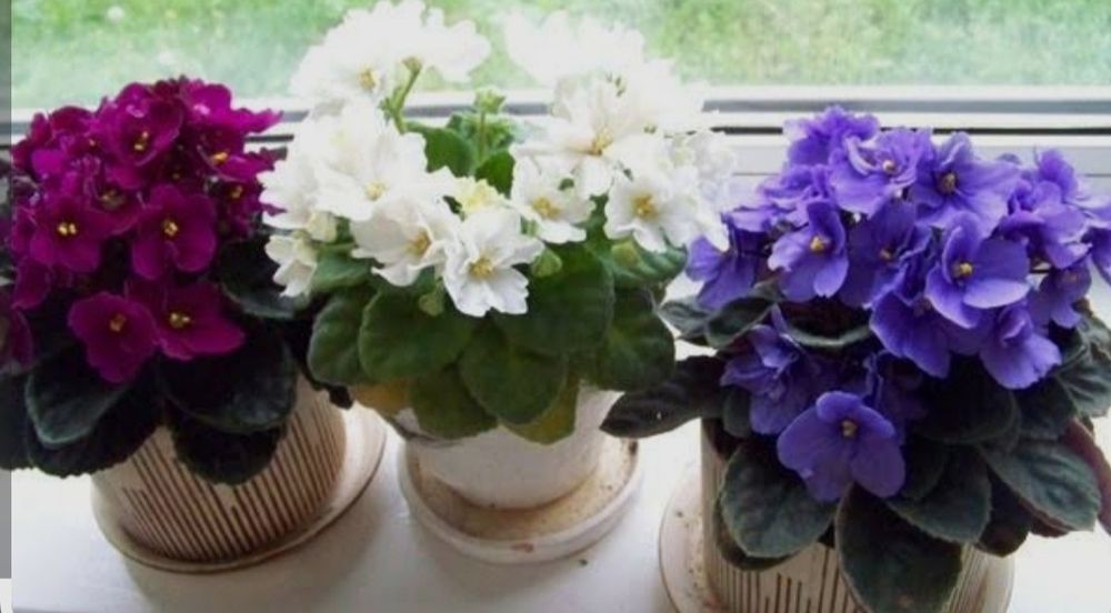 Фиалки молодые кустики