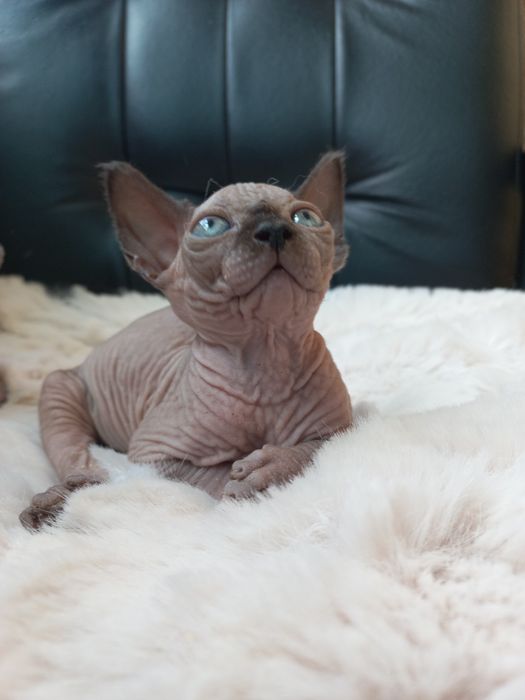 Котенок мальчик канадик