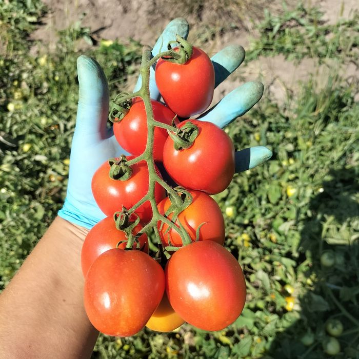 Продаж помідор оптом