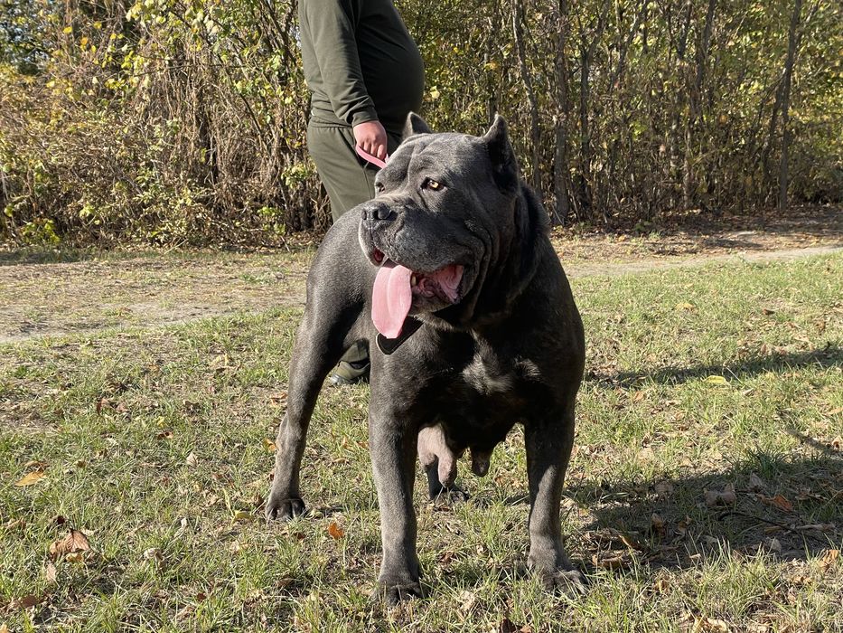 Цуценята Кане корсо