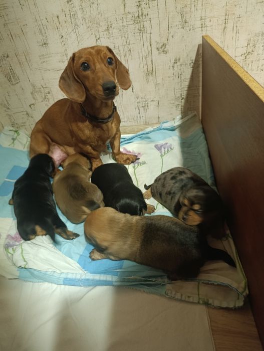 Продажа щенки такси