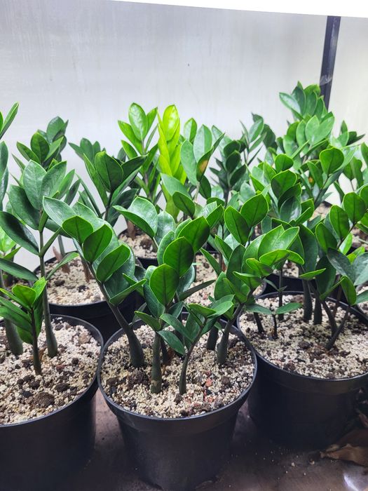 Замиокулькас гілка