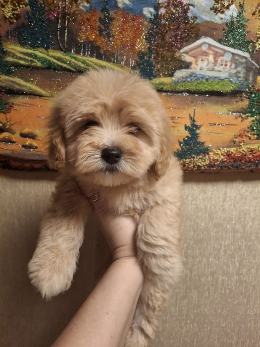 Мальчишки Мальтипу ф1!