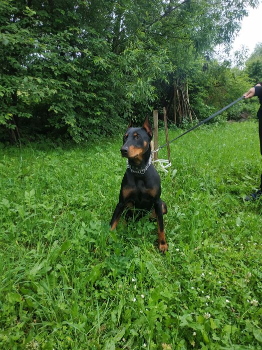 Доберман,Злучка..