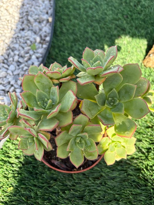 Suculentas  Aeonium  preço 1€