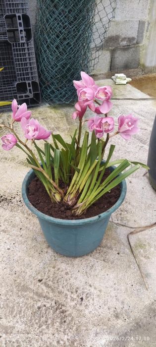 Vaso de orquídea rosa