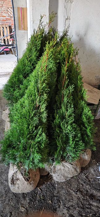 *Tuje*Szmaragd*gęste*piękne*