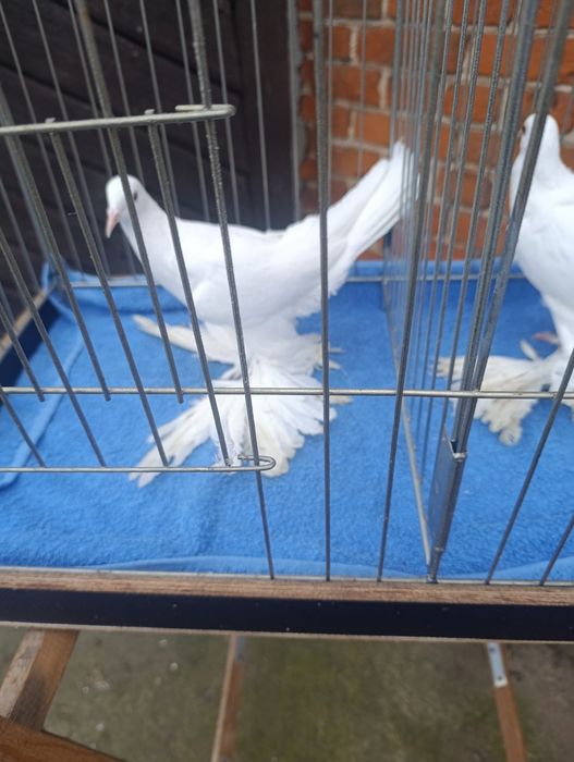 Bociany dolnośląskie