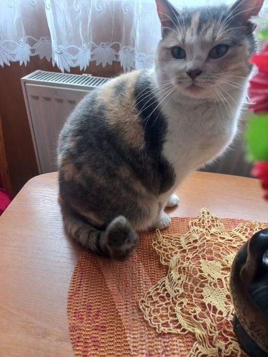 Адель проситься в сім'ю