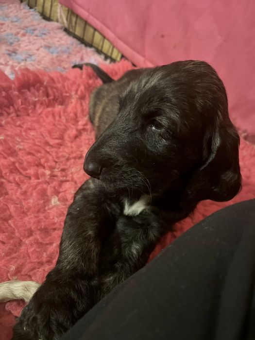 Chart afgański samiec