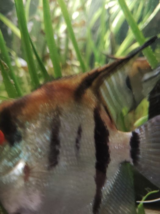 Sprzedam skalary manacapuru