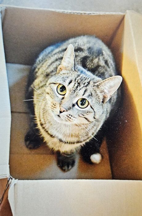 Proludzka kotka do adopcji