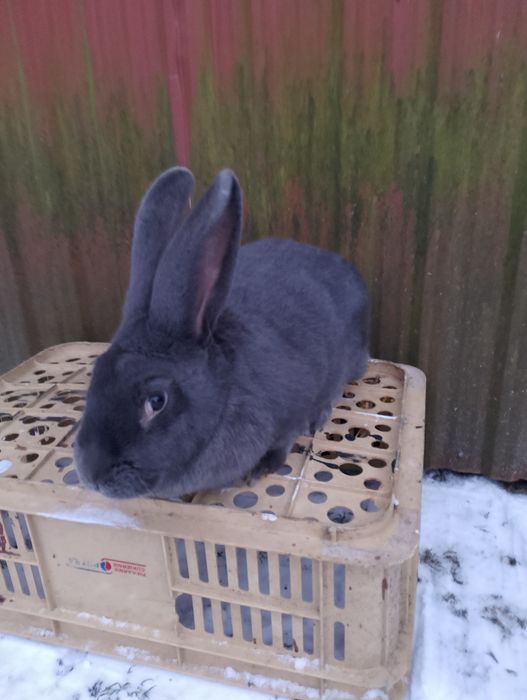 Sprzedam ładną samicę.