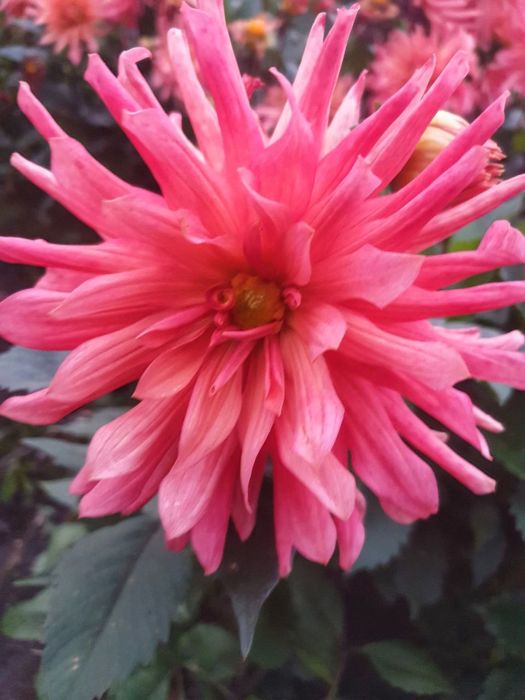 Продам георгіни (жоржини)