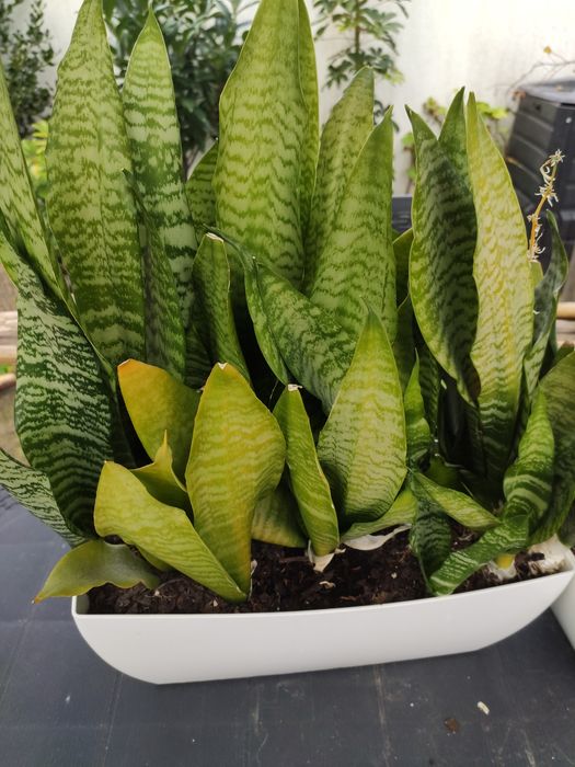 Plantas Espada S. Jorge