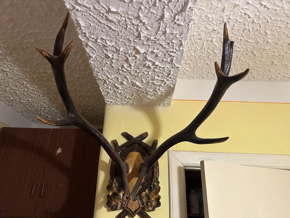 Рога оленя лакіровані