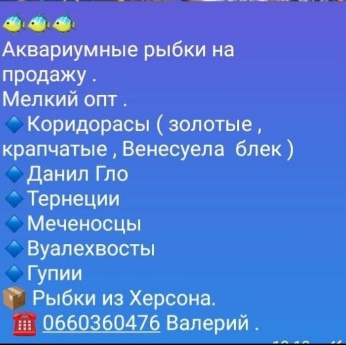 аквариумные рыбки