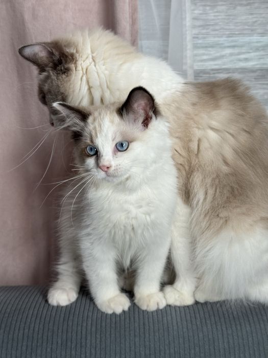 Kotka Ragdoll seal bicolour n03 FPL