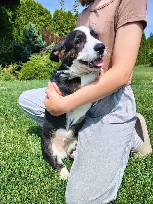Welsh Corgi Cardigan