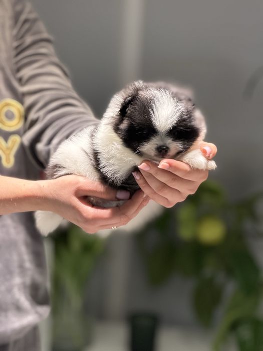 Ексклюзивна дівчинка пандочка