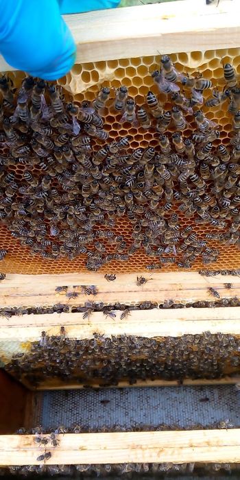 Pszczoły , Rodziny pszczele, odkłady pszczele , Ramka wielkopolska ,