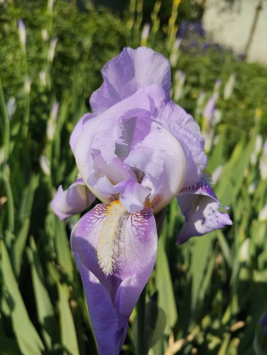 Пропоную  іриси / півники. Є середні і високі