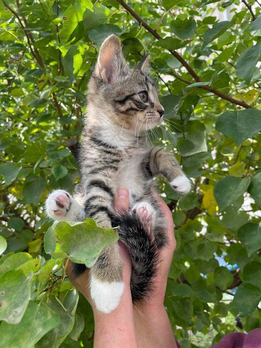 Кошеня, 3 місяці в люблячі і турботливі ручки!