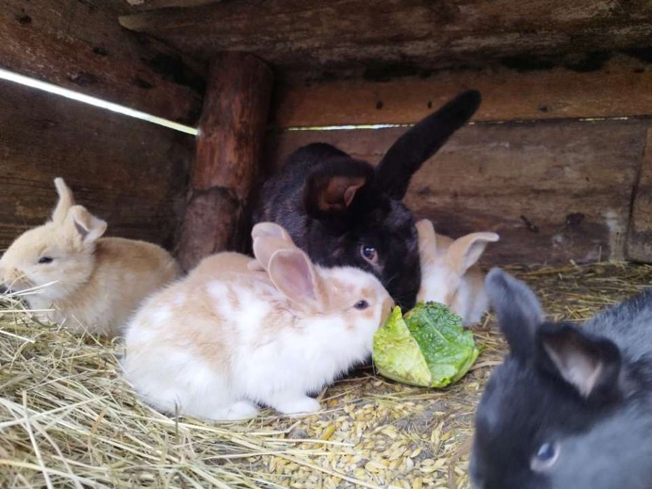 Sprzedam samice z młodymi