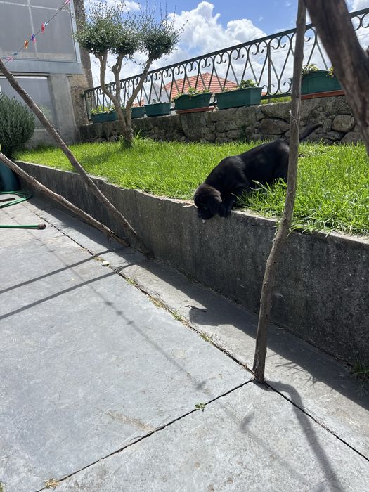 Cane Corso Italiano Cachorrinho fêmea