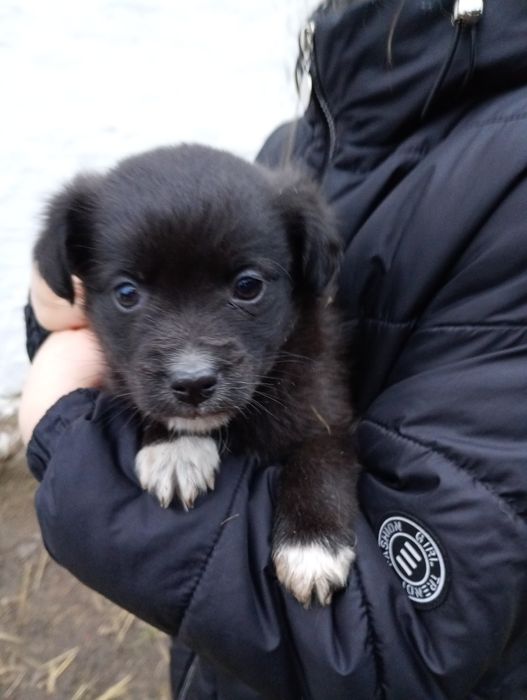 Гарнюні цуценята  шукають господаря