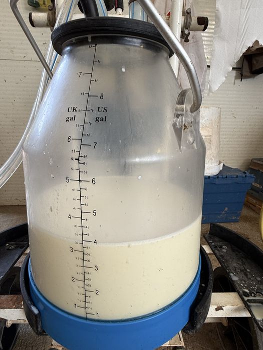 Venda de leite cru jersey