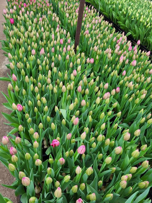 Цибулини тюльпана після вигонки 140 гр