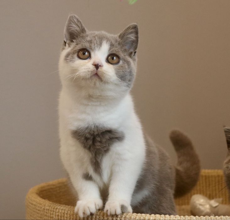 Kocurek brytyjski z Rodowodem FPL