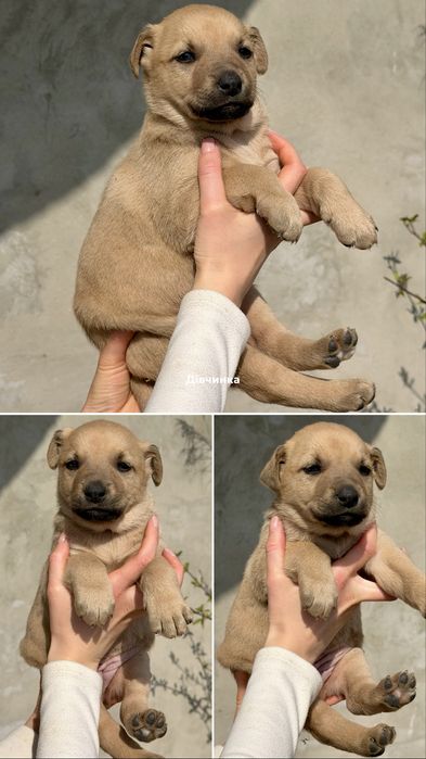 Віддам цуциків безкоштовно (дівчинки)