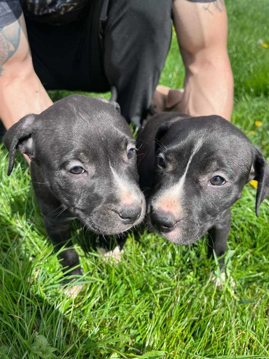Amstaff amstaff samica