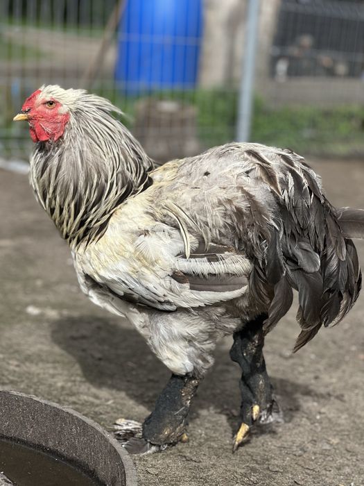 Kogut na rosół Brahma